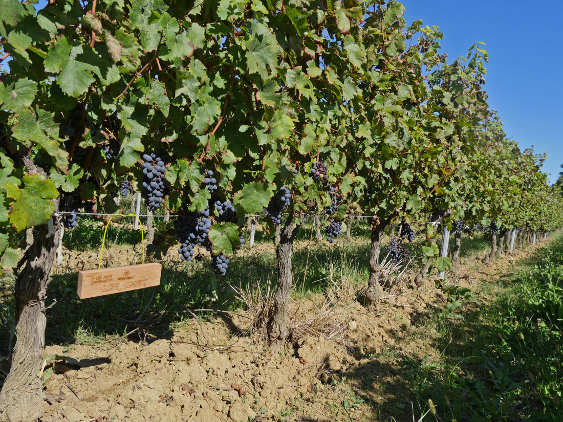 Виноградник на урожай